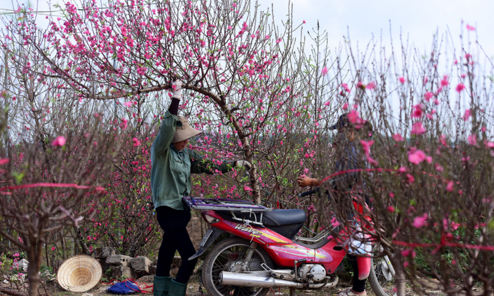 Đào Nhật Tân ngậm ngùi xuống giá, mai vàng hí hửng lên ngôi