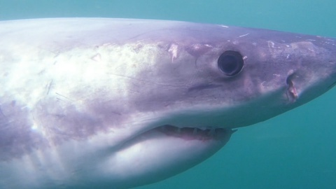 Clip: Cá mập trắng khổng lồ lướt sát ống kính thợ lặn