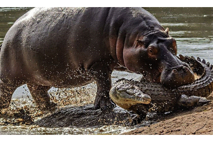 Video: 'Dựng tóc gáy' trước sự hung dữ của hà mã