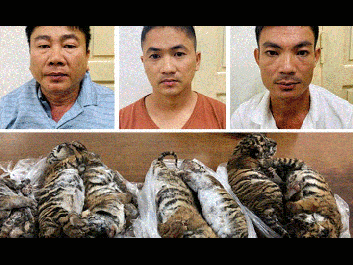 6 năm tù cho 'ông trùm' buôn bán hổ xuyên quốc gia
