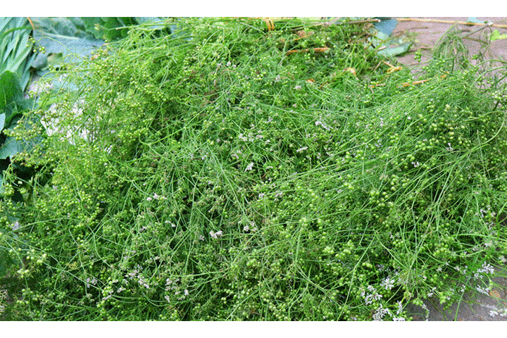 Hương mùi già chiều 30 Tết