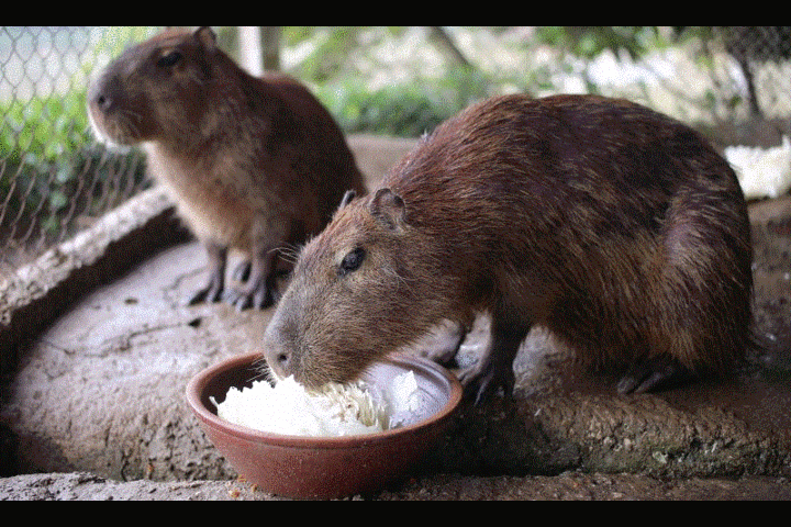 Hà Nội xuất hiện chuột khổng lồ nặng hơn 50kg nuôi như nuôi lợn