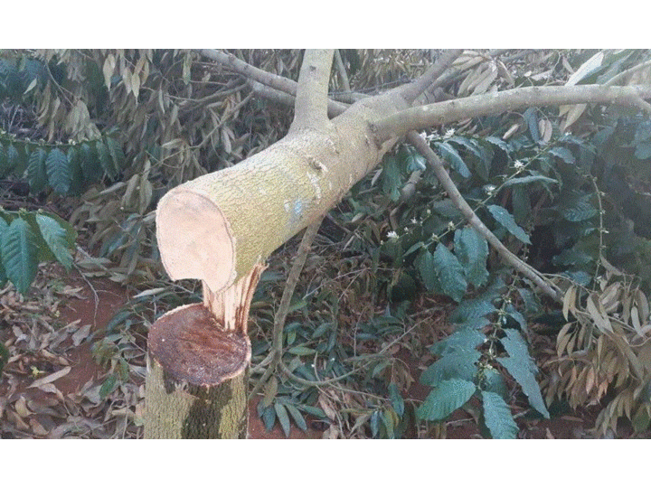 Nông dân Đắk Lắk khóc ròng nhìn vườn sầu riêng bị kẻ gian chặt ngang gốc