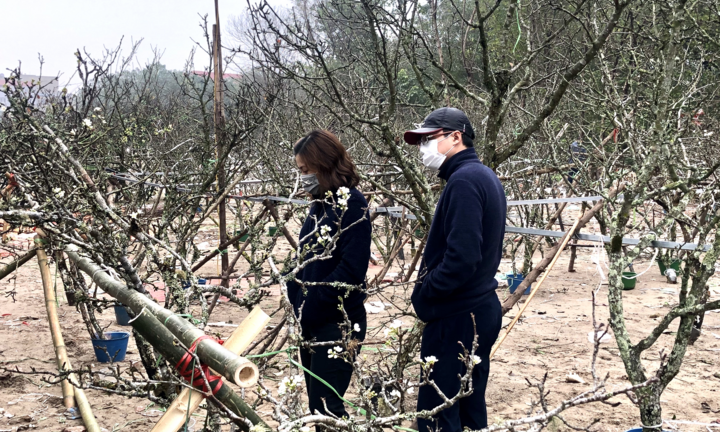 Hàng trăm cành lê rừng tiền triệu bán trên đường, gợi lại không khí Tết Hà Nội