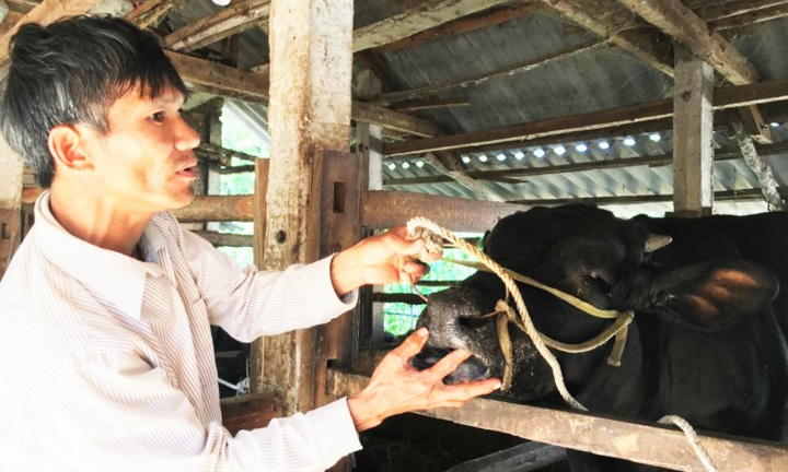Dịch lở mồm long móng bùng phát, 1.600 trâu bò ở Quảng Ngãi mắc bệnh