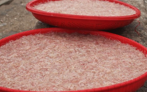 Được mùa ruốc biển đầu năm, ngư dân Hà Tĩnh kiếm tiền triệu mỗi ngày