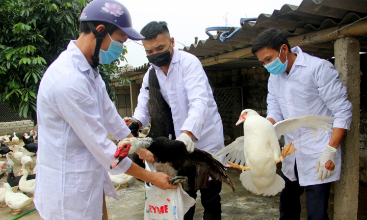 Hà Nội xuất hiện ổ dịch cúm A/H5N6 trên đàn gia cầm