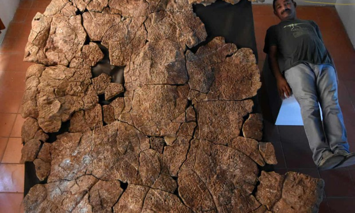 Phát hiện hoá thạch rùa tiền sử to nhất thế giới ở Colombia