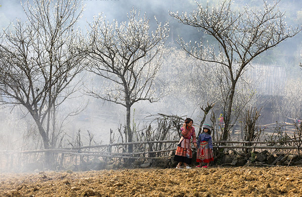 'Thiên đường' Tả Van Chư mùa hoa mận trắng