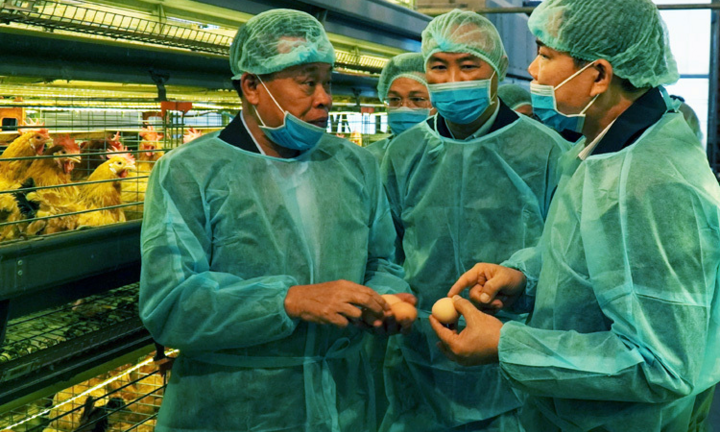 Thêm ba ổ dịch cúm gia cầm mới