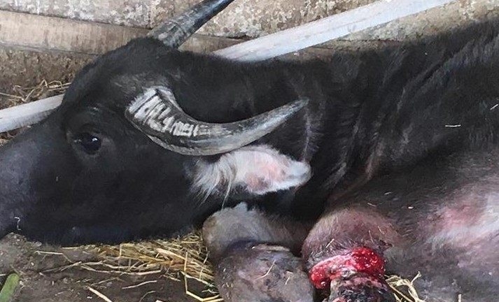 Kẻ xấu đặt hơn 300 chiếc bẫy, xẻ thịt trâu bò ngay trong khu bảo tồn ở Hà Tĩnh