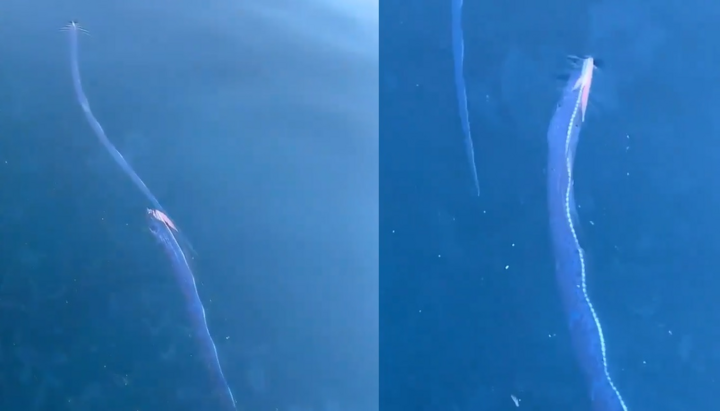 Video: Cá 'động đất' xuất hiện tại Nhật