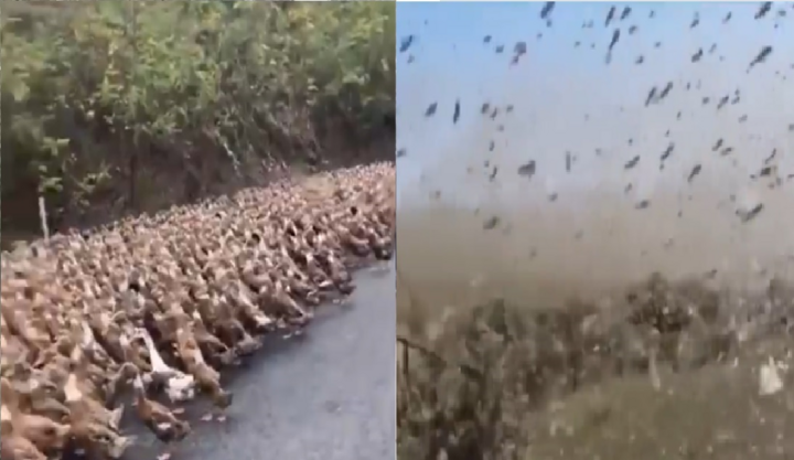 Video: Trung Quốc tung 'đội quân vịt' bảo vệ biên giới khỏi nạn châu chấu