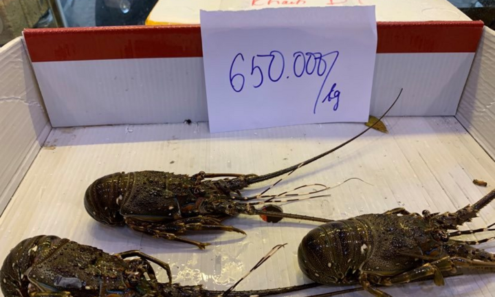 Tôm hùm giải cứu liên tục tăng giá, khách không có hàng để mua