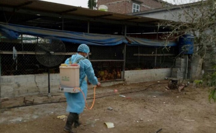 Phát hiện ổ dịch cúm A/H5N6 đầu tiên ở Hải Phòng, đàn vịt gần 4.000 con phải tiêu hủy 