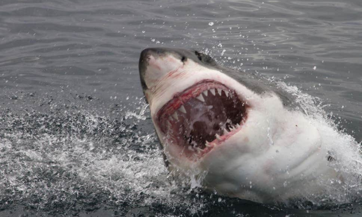 Đánh nhau với cá mập, người đàn ông may mắn thoát chết