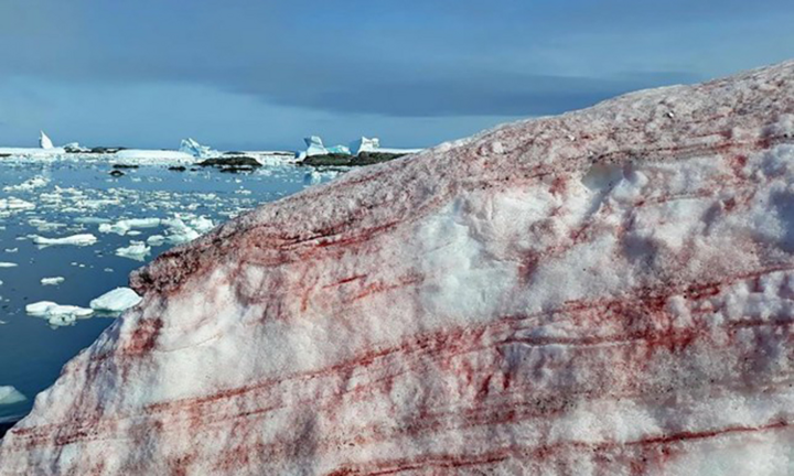 Tuyết máu kì lạ xuất hiện ở Nam Cực