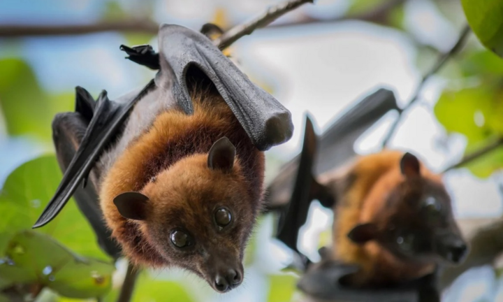 Video: Nguy cơ lây nhiễm dịch bệnh từ động vật hoang dã