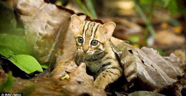 Loài mèo nhỏ và hiếm nhất thế giới