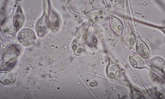 Video: Kỳ lạ loài sinh vật đầu tiên trên Trái Đất sống không cần thở