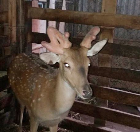 Dân Hà Tĩnh đổ xô đi xem chú hươu kỳ dị mọc 3 cành nhung 