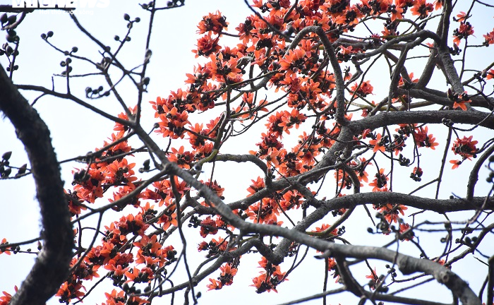 Ảnh: 5 cây gạo đỏ rực giữa trời tháng 3 bên ngôi đền cổ Hải Phòng 