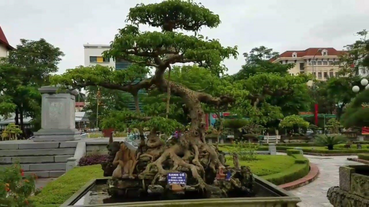 Video: Cận cảnh cây “độc long kim cương” trăm tuổi giá cả chục tỷ đồng