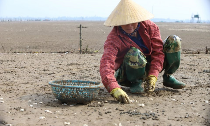 Xác định nguyên nhân ngao chết trắng đầm ở Hà Tĩnh