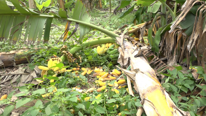 Video: Ảnh hưởng dịch Covid-19, nông dân Hưng Yên chặt bỏ hàng nghìn gốc chuối