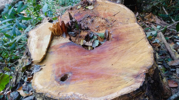 Rừng Kon Tum bị khai thác trái phép: Chi cục Kiểm lâm vào cuộc