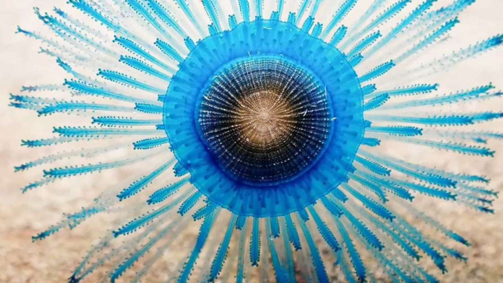 Video: Cận cảnh sứa mặt trời tuyệt đẹp ở Queensland, Australia