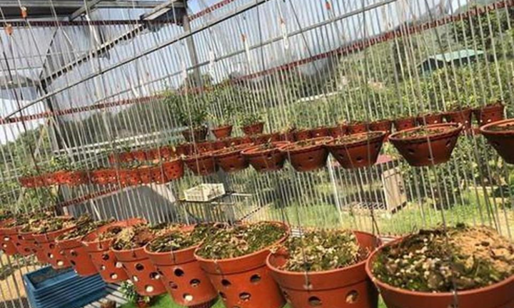 Khởi tố nhóm nghiện ma túy trộm vườn lan hơn 4,5 tỷ đồng