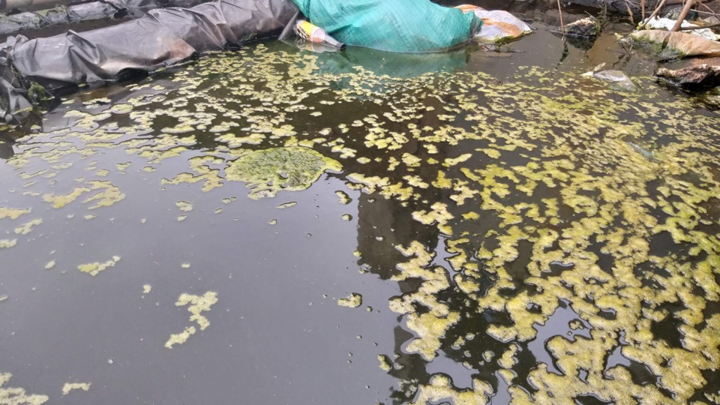 Dân sống cạnh hồ nuôi tôm hôi thối: 'Chúng tôi chịu hết nổi rồi'