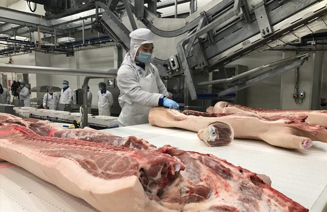 Giá lợn hơi khó xuống 70.000 đồng/kg?