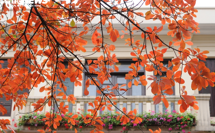 Hà Nội đỏ rực, vắng lặng, đẹp lạ kỳ như giữa mùa thu Âu châu