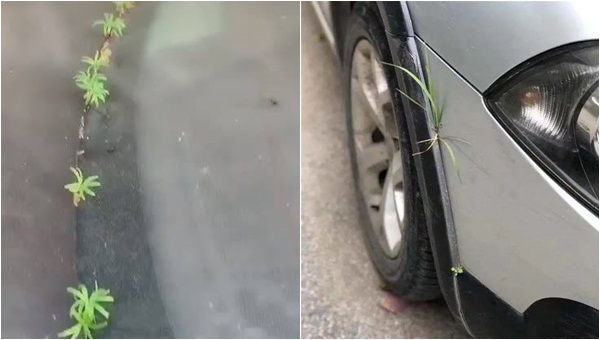 Chiếc ô tô 'mọc mầm' ở Vũ Hán
