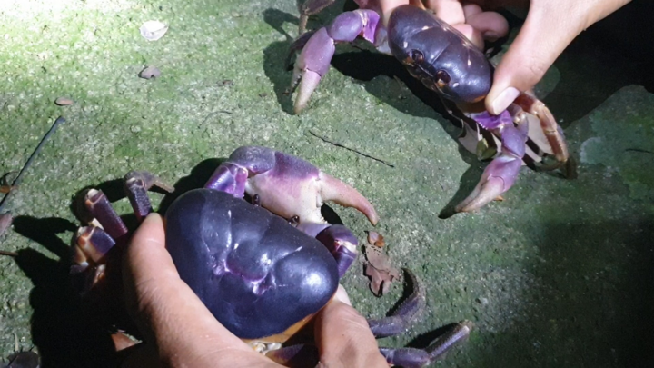 Video: Độc đáo nghề săn cua đá trên đảo Cù Lao Chàm, kiếm hàng triệu đồng mỗi đêm