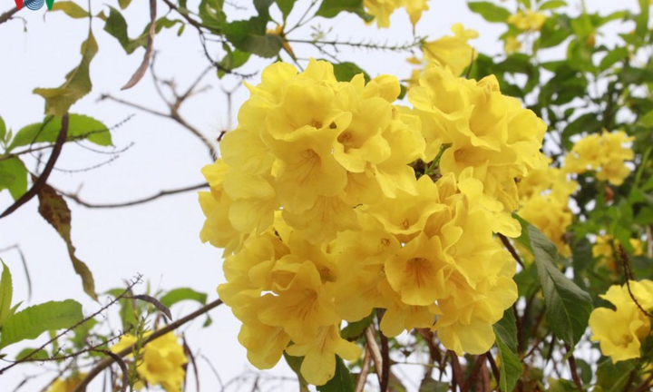 Video: Hoa chuông vàng khoe sắc nơi phố núi Sơn La