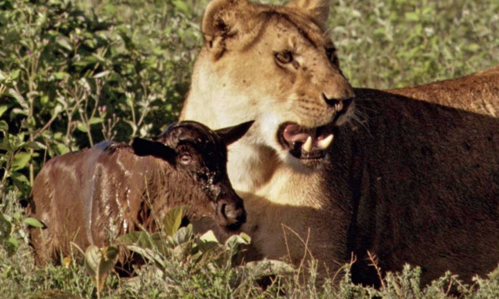 Video: Linh dương đầu bò con nhận sư tử săn mồi làm mẹ
