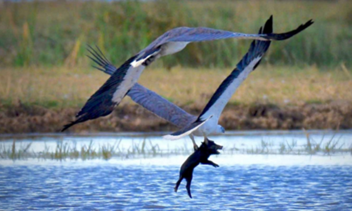 Đại bàng biển dùng móng vuốt sắc nhọn quắp lợn hoang và bay lên trời