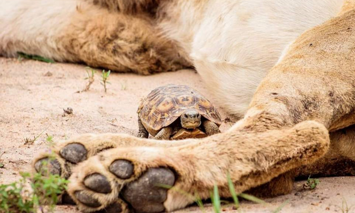 Rùa cả gan bò qua chân sư tử để thoát thân