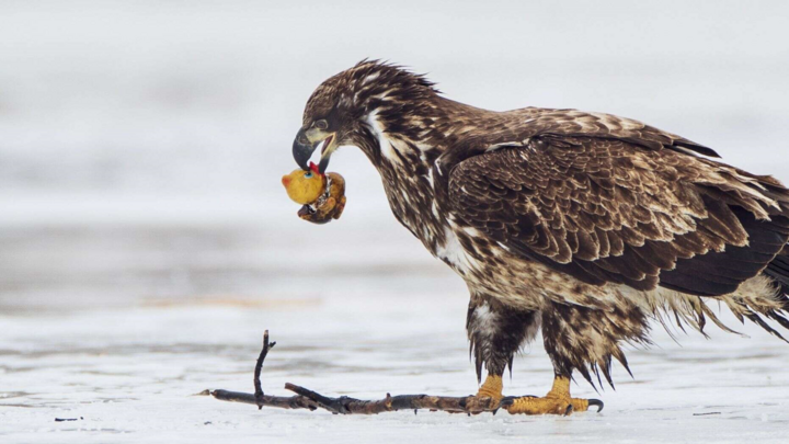 Đại bàng 'phát cáu' khi nhầm vịt nhựa là thức ăn