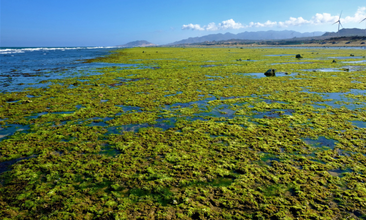 Video: Chiêm ngưỡng bãi rêu xanh tuyệt đẹp ở Ninh Thuận