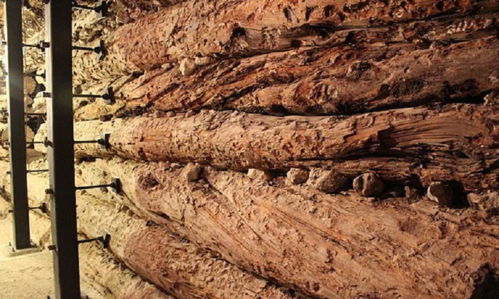 Cây thông hé lộ nguyên nhân diệt vong của nền văn minh 3.500 năm tuổi 