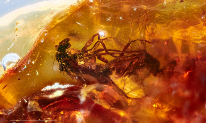 Tìm thấy mảnh hổ phách lưu lại cuộc giao phối của ruồi cách đây 40 triệu năm