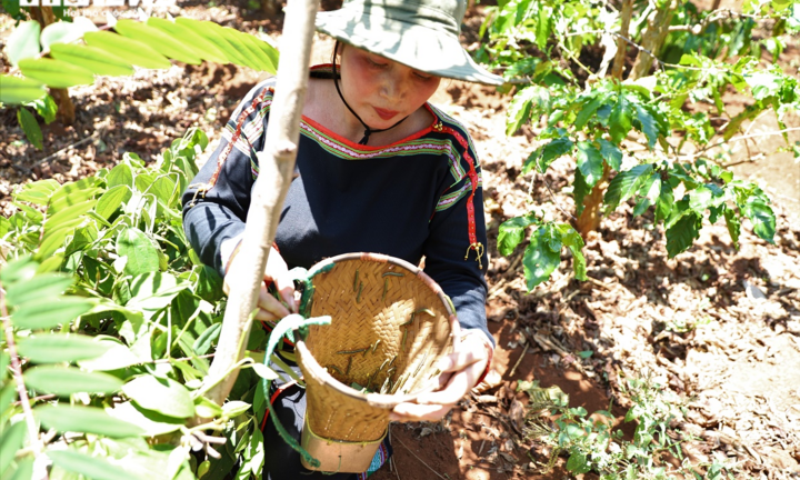 Cận cảnh chuyến săn sâu muồng đặc sản của người Ê Đê 