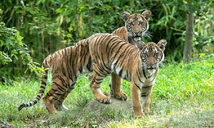 Phát hiện hổ dương tính với virus corona