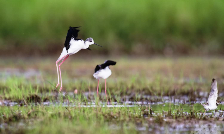 Video: Ngắm những loài chim hoang dã ngay tại Hà Nội