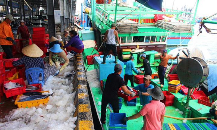 ‘Giải cứu’ tôm cá cho tàu cứu hộ ngư dân bị Trung Quốc bắt giữ ở Hoàng Sa