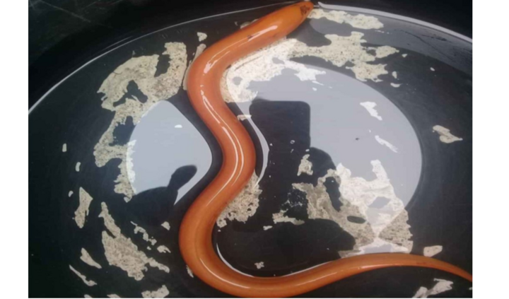 Nông dân Hà Tĩnh bắt được lươn vàng quý hiếm